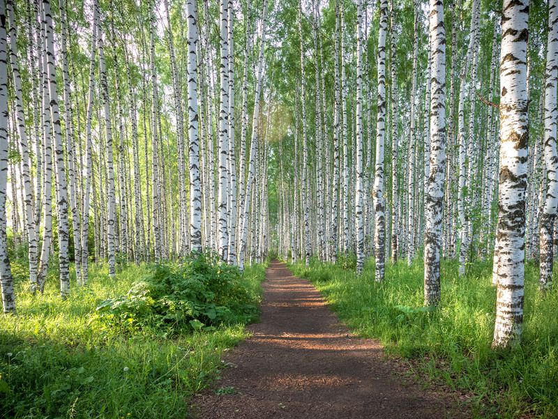 белая береза  Березовая рощяphoto preview