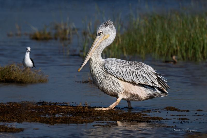 Я   П Е Л И К А Н...photo preview