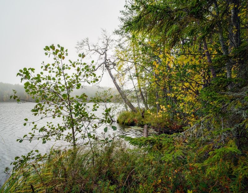 туман карелия вода озеро утро Туманное утро на берегу лесного озераphoto preview