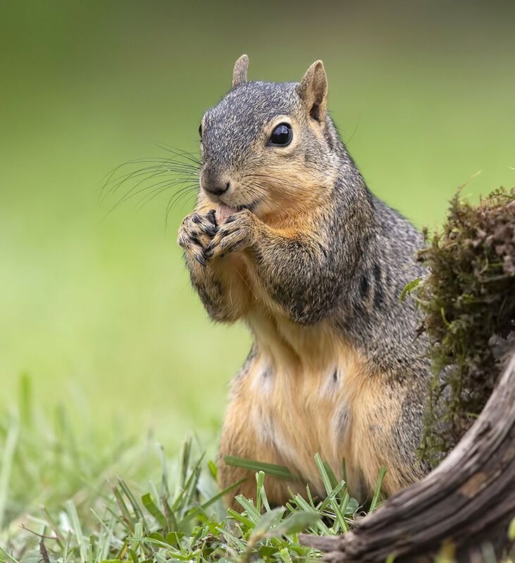 белка, squirrel, лисья белка, fox squirrel, животные,animals, дикие животные Fox Squirrel - Лисья Белкаphoto preview