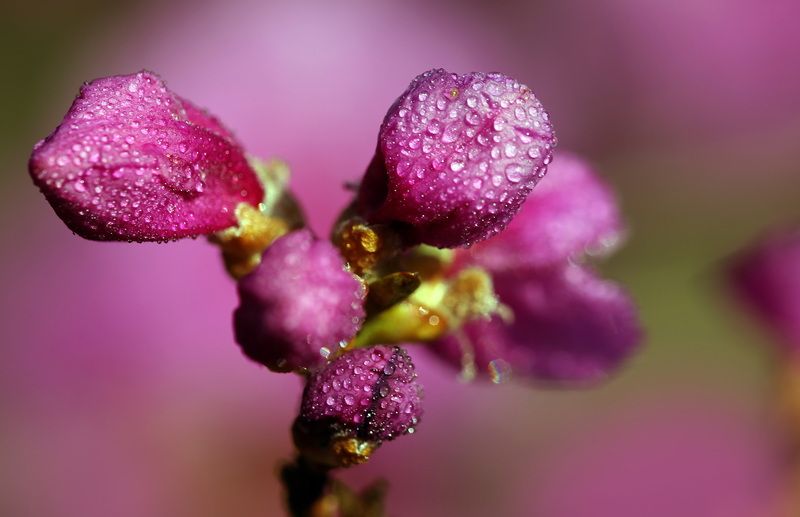 рододендронphoto preview