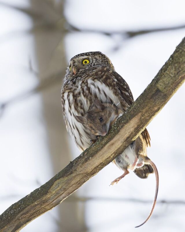воробьиный сычик, воробьиный сыч, сова, птицы, photo preview