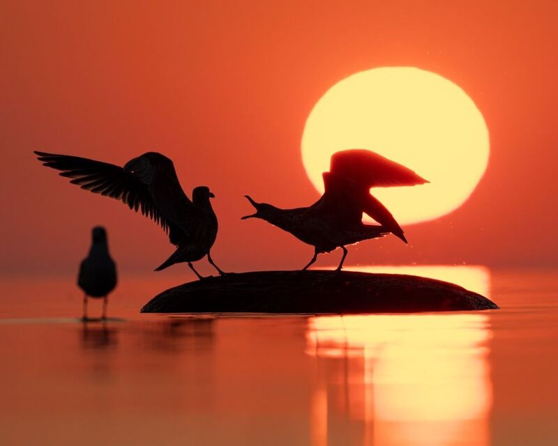 чайка, закат, финский залив, силуэт Опять без рыбы вернулся!?photo preview