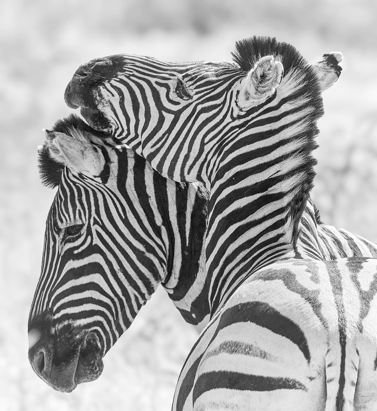 Намибийские истории...photo preview