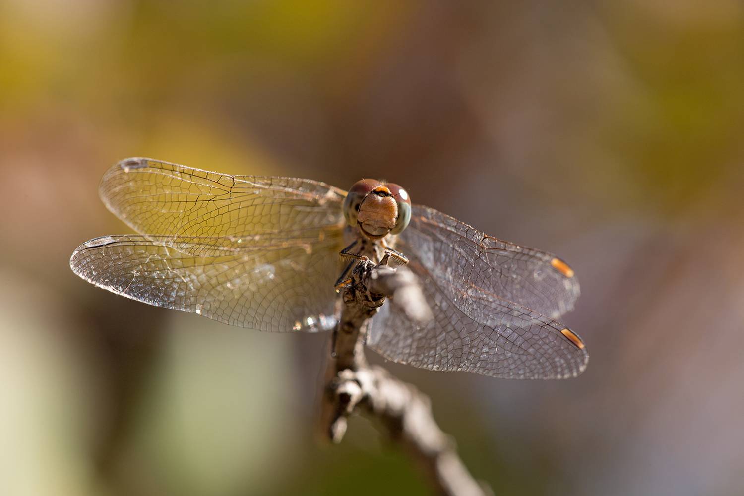 , Илья Михеев