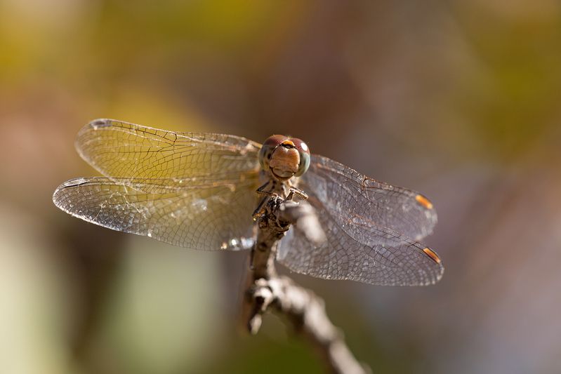 Портрет на фоне осениphoto preview