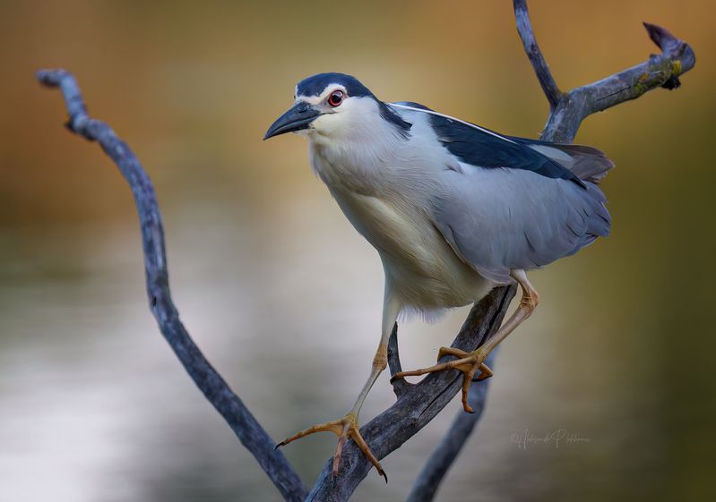 Шагиphoto preview