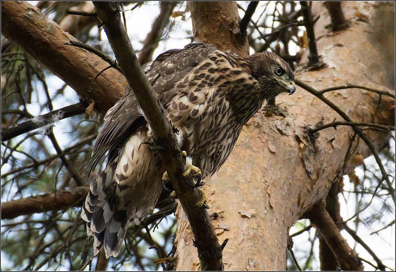 москва, парк, тетеревятник *  *  *photo preview
