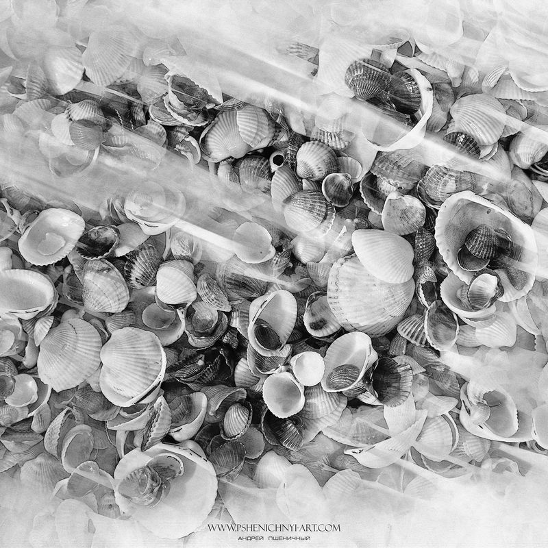 ракушки, море, акварель, абстракция, бриз, минимализм, монохром Морские зарисовкиphoto preview