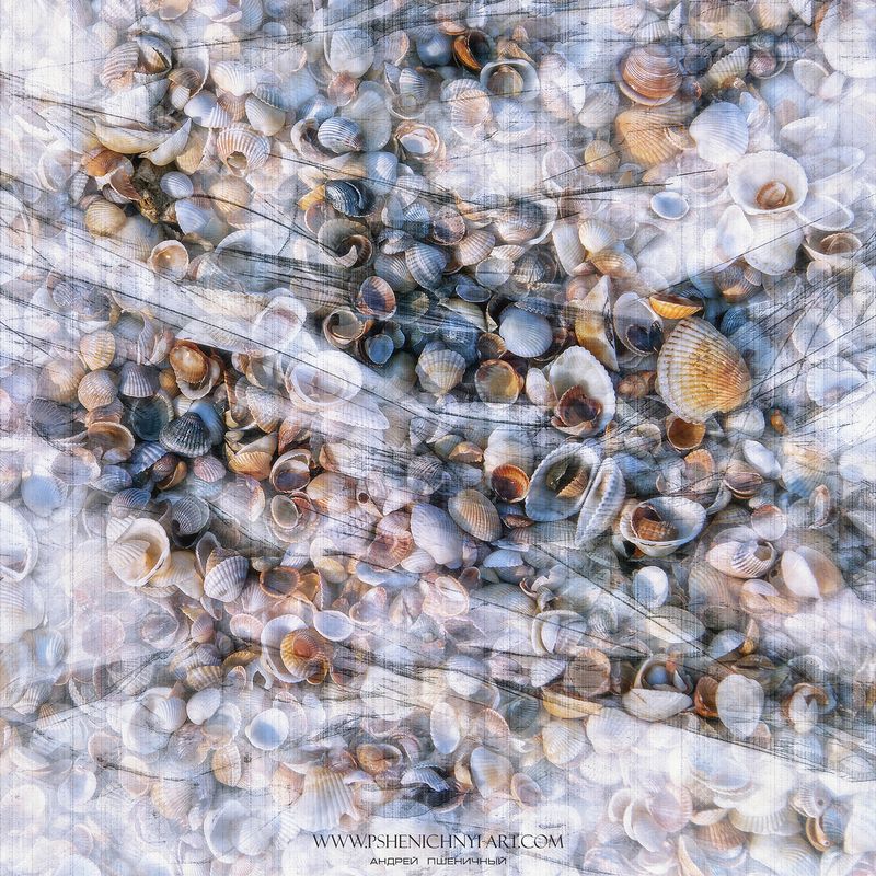 ракушки, волна, лето, море, абстракция, минимализм Ракушкиphoto preview