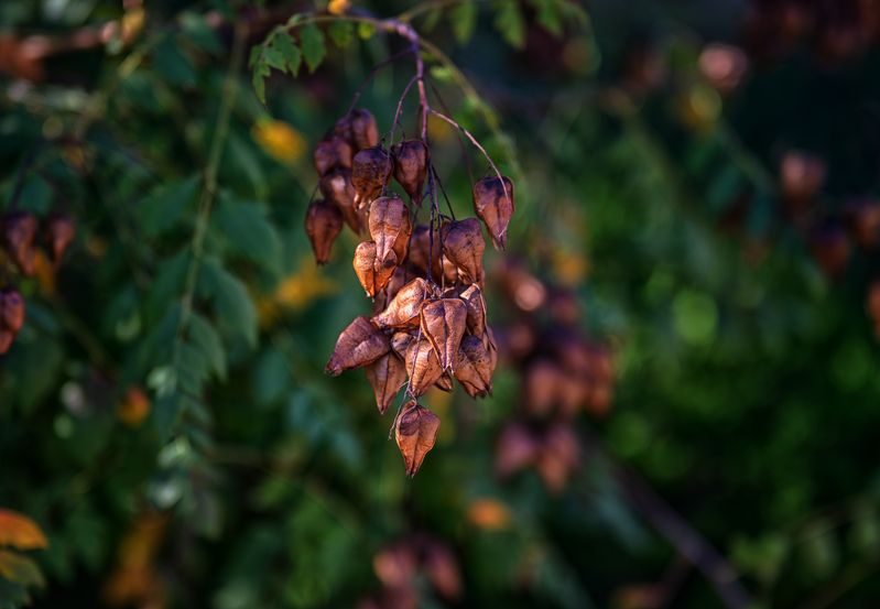 Вот и осень пришлаphoto preview