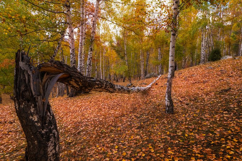 кыргызстан, ала-арча Autumn vibesphoto preview