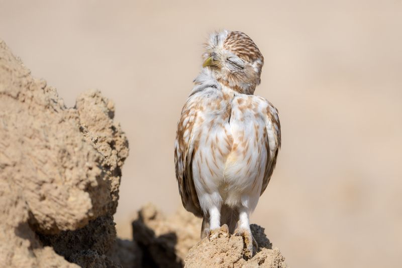 Чистим перышкиphoto preview