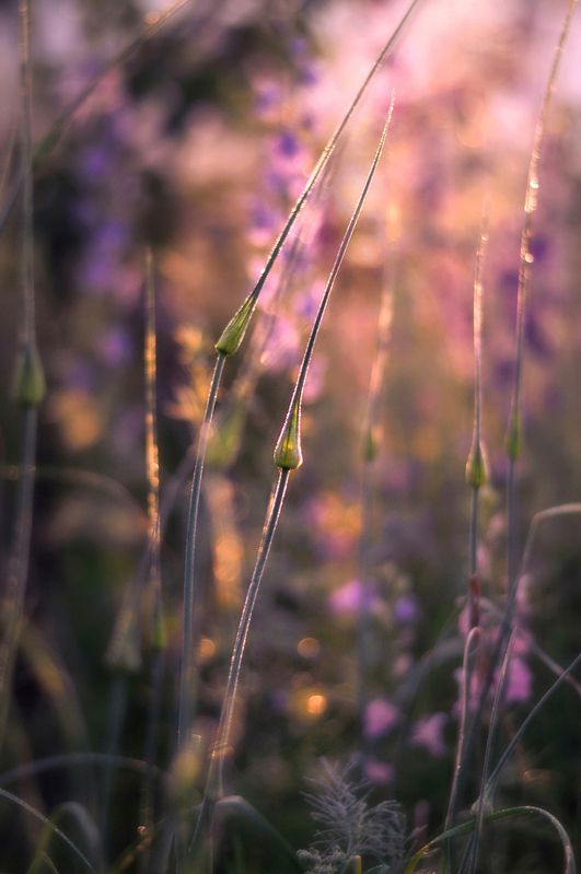 природа, травы, лето, рассвет, утро Летний рассвет photo preview