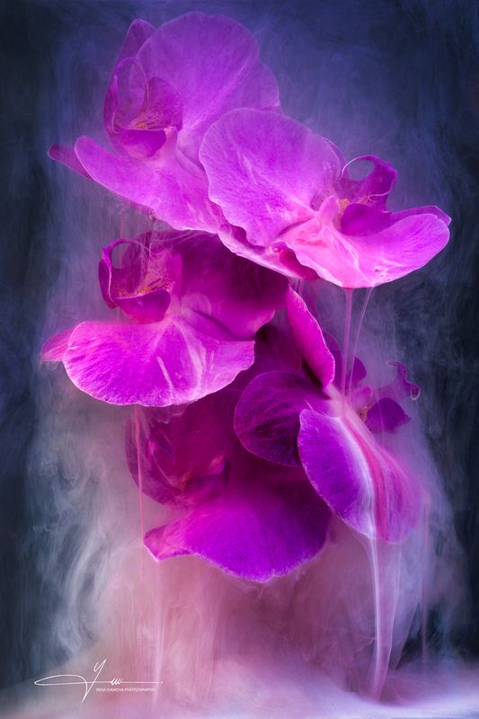 Royal orchid in the mist webphoto preview