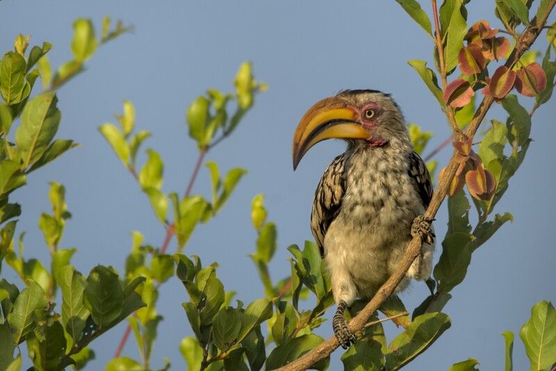 ЮАР  Символ Африкиphoto preview