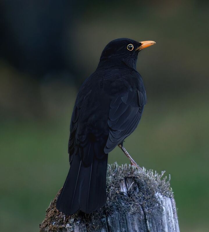 Бархатный красавчик!photo preview