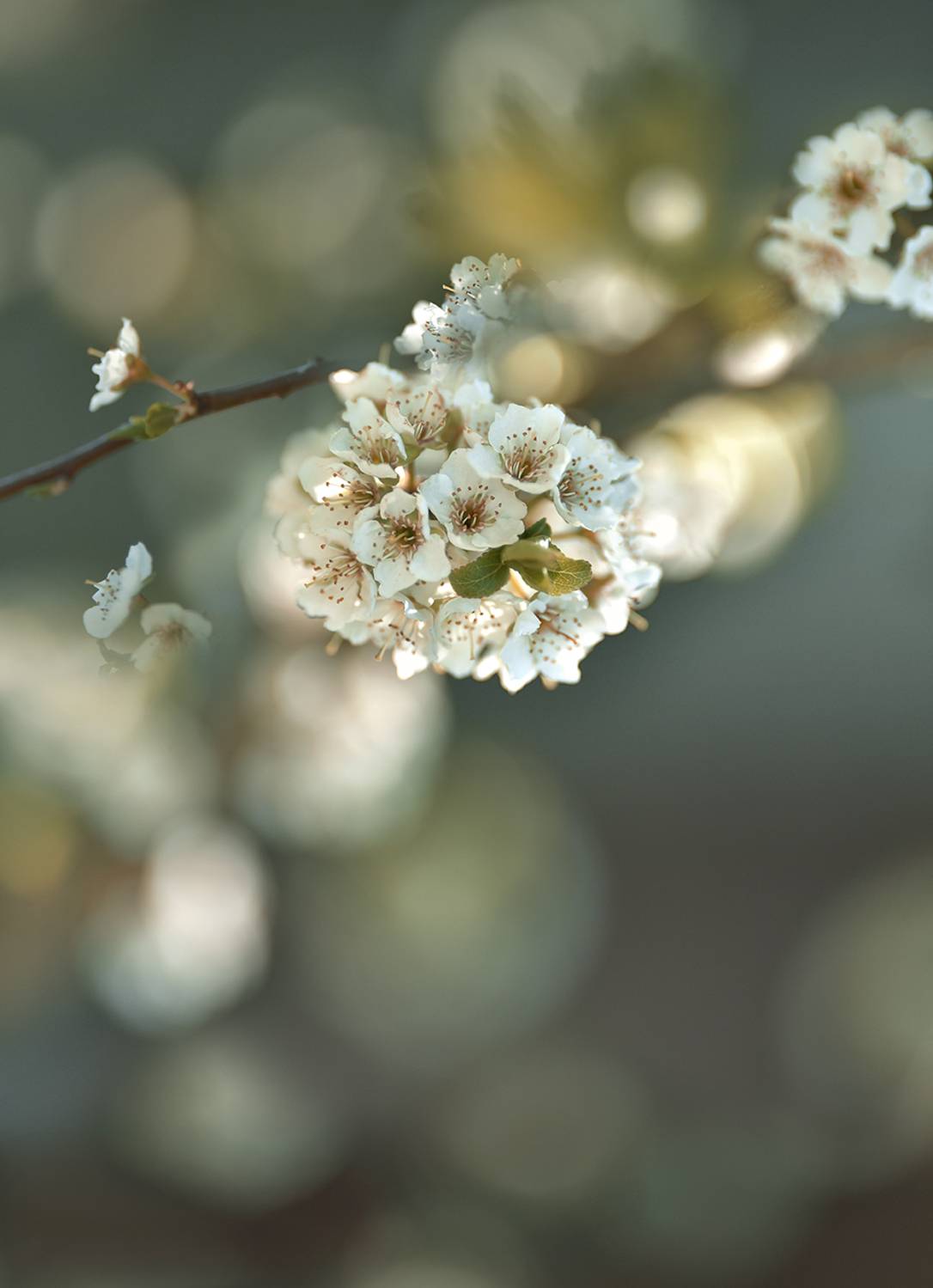 Автор: D Nastasia , D Nastasia