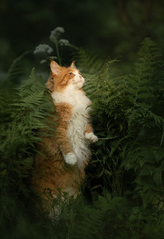 кошка, рыжая кошка Кошка Ксюшаphoto preview