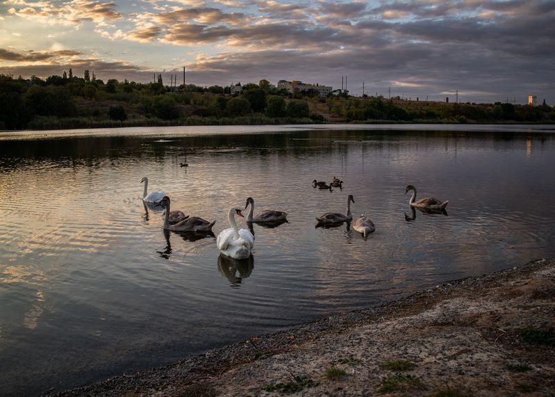 лебеди, природа, птицы Вечерний променад лебединого семействаphoto preview