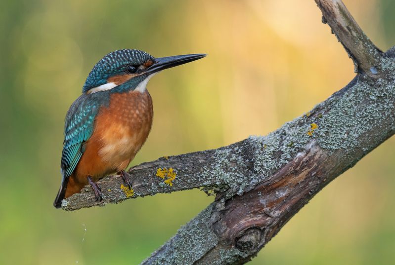 зимородок, птицы, весна, лето, фотоохота На рассветеphoto preview