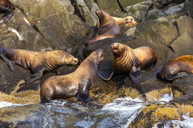 камчатка, остров, старичков, тихий океан, сивучи, морской лев Мужской разговор...photo preview