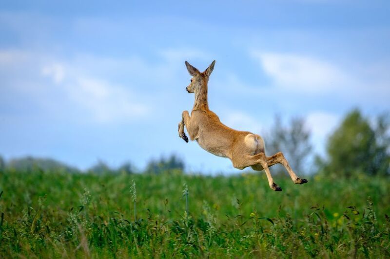 i believe i can flyphoto preview