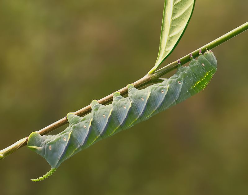 бражник, макро, macro Tobacco hornworm - Бражник табачныйphoto preview