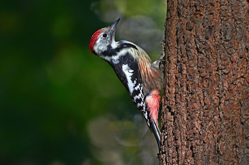 фото превью