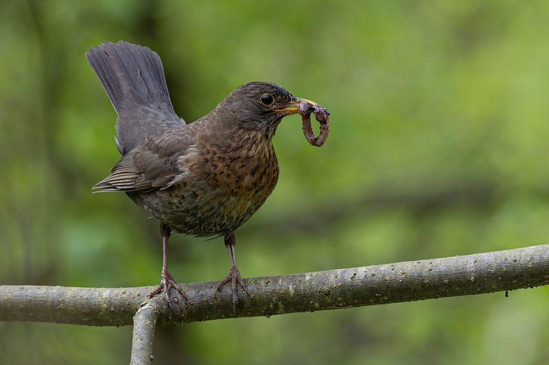 черный дрозд, дрозд, птицы, гнездо Черный дроздphoto preview