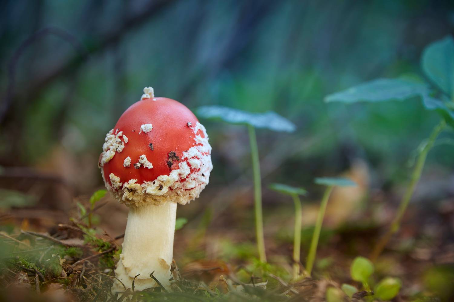 Мухоморчик. Автор: Валерий Вождаев гриб, мухомор, Валерий Вождаев