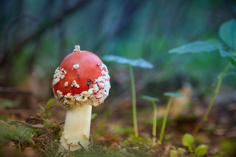 гриб, мухомор Мухоморчикphoto preview