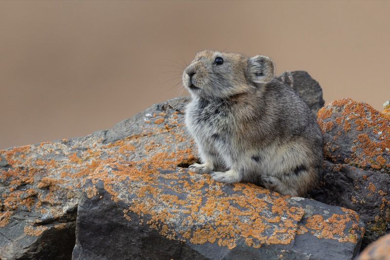 пищуха, алтай, сеноставка Сеноставкаphoto preview