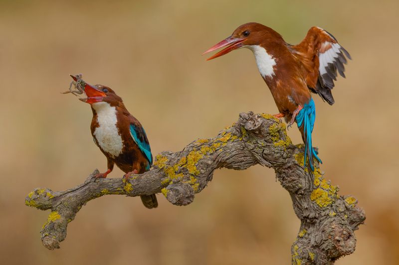 White Throated Kingfishers фото превью