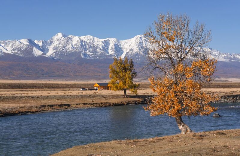 россия, горный алтай, осень, тополь Тополь у рекиphoto preview