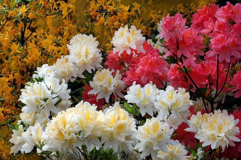 рододендроныphoto preview