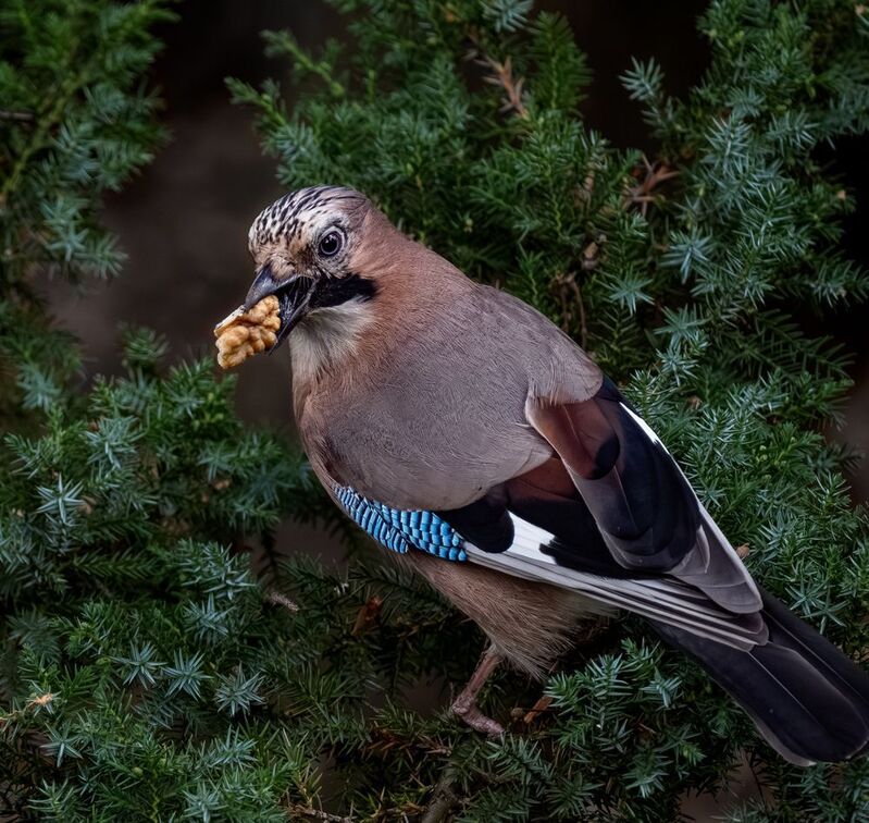Сойка с орешкомphoto preview