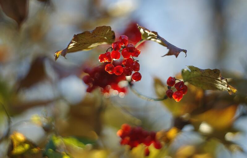 Калина, после заморозков. фото превью