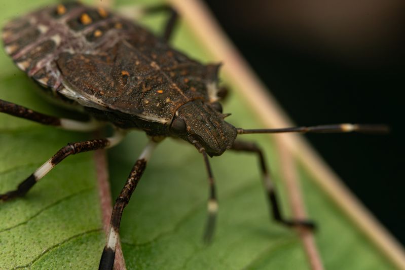 Halyomorpha halysphoto preview