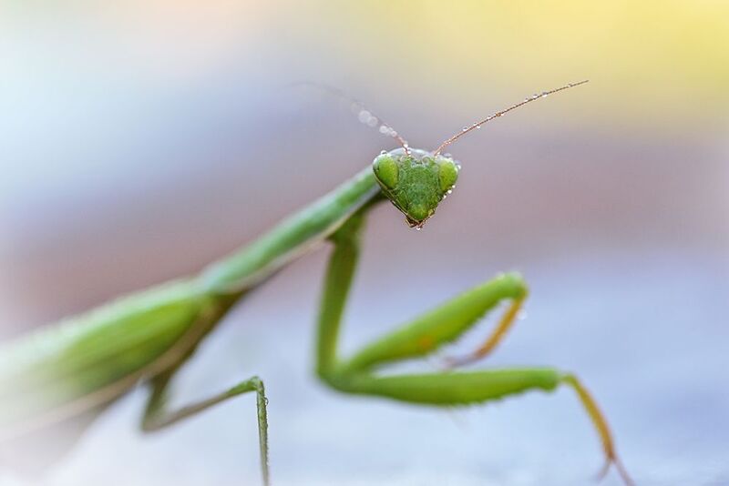 Застылphoto preview