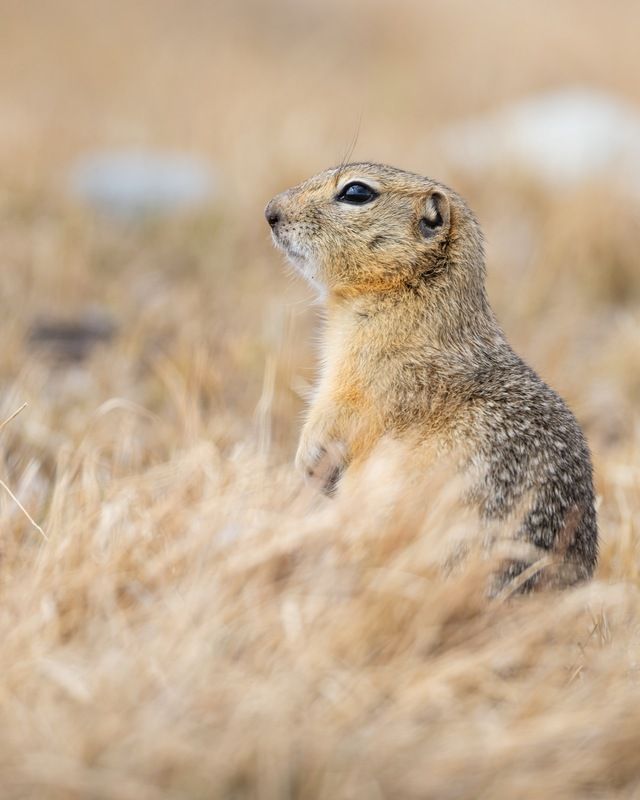 степь, суслик, алтай, длиннохвостый суслик Длиннохвостый сусликphoto preview