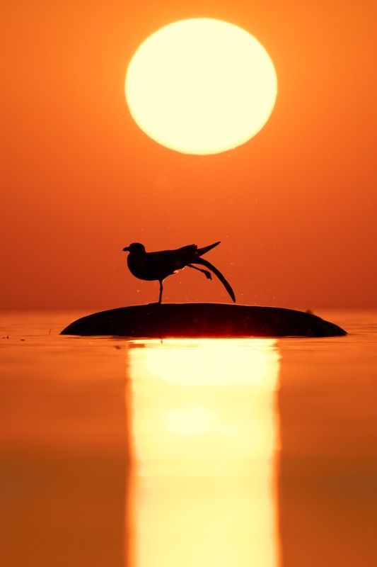 приветствие солнцу, сурья намаскар, закат, чайка, финский залив Приветствие Солнцу / Сурья намаскарphoto preview