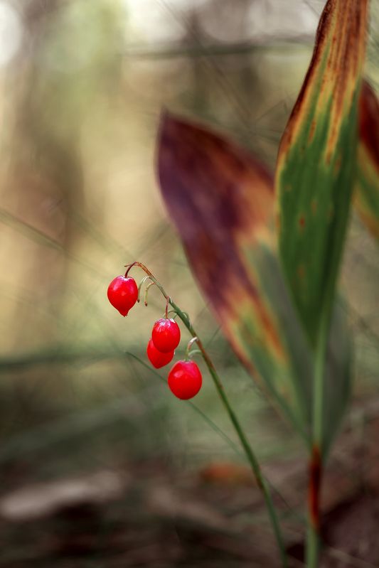 макро, ландыш, природа, растение, цветок Ландыш фото превью