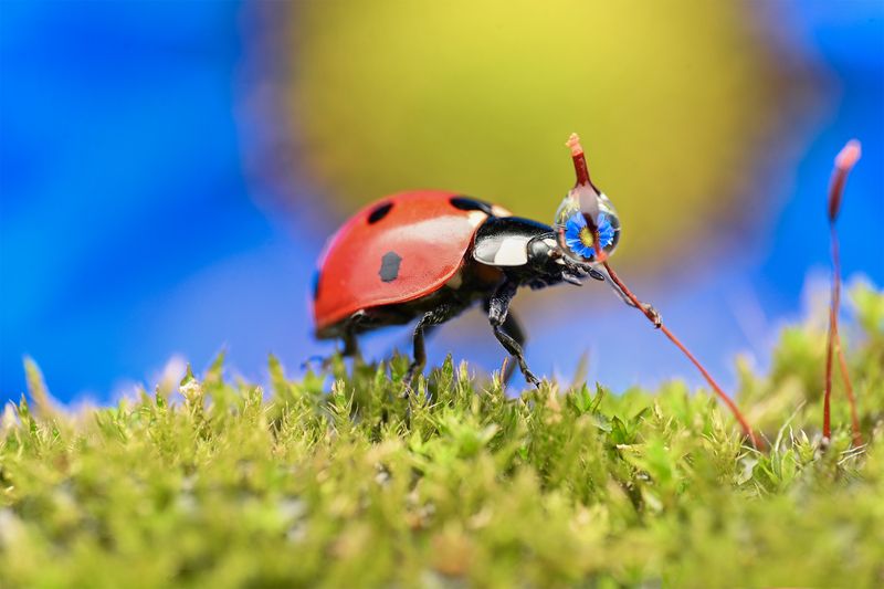 ceclii, macro  фото превью