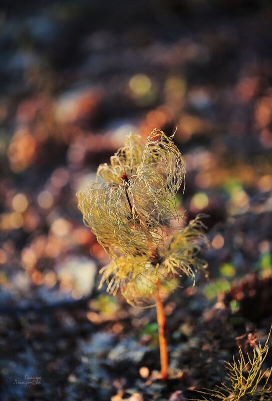 хвощ, осень, вечер, боке, ветер Осенний танецphoto preview