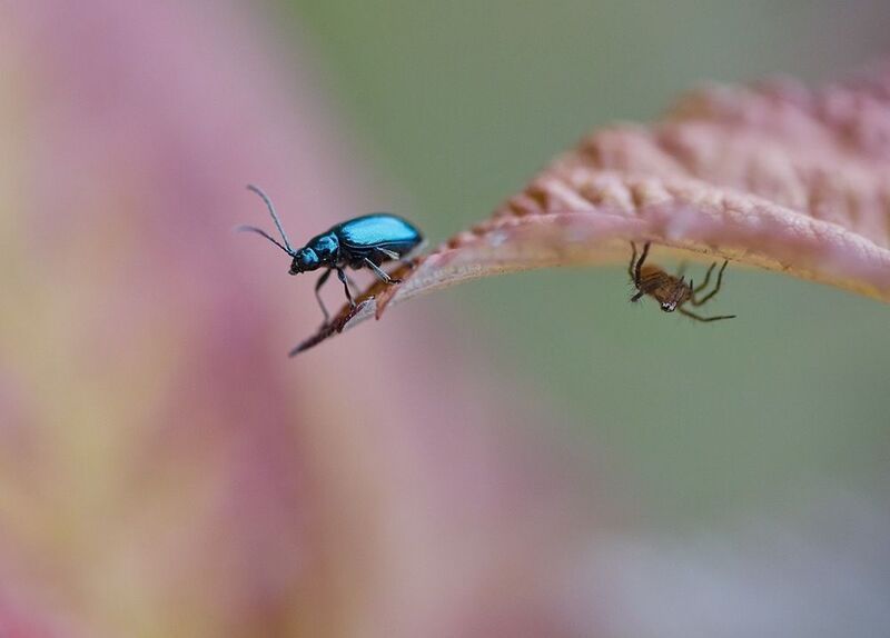 * фото превью