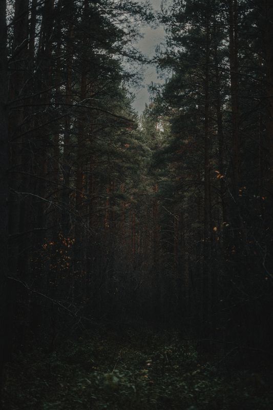 лес, сосны, сумерки После закатаphoto preview