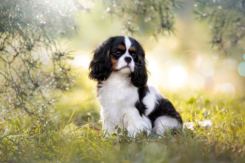 Кавалер Кинг Чарльз Спаниэльphoto preview