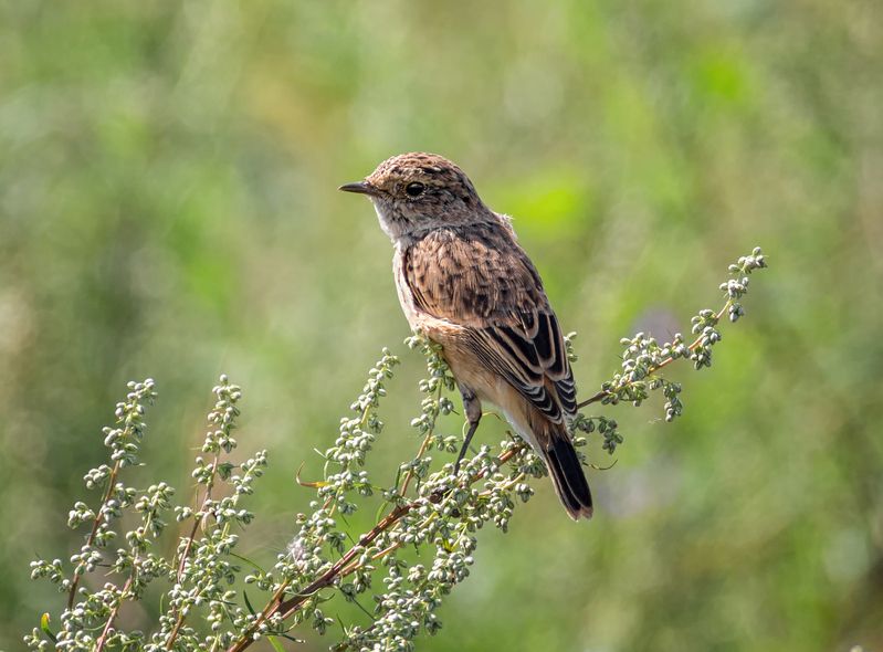 птица, чекан, слёток, Молодой чекан. (2 ФОТО)photo preview