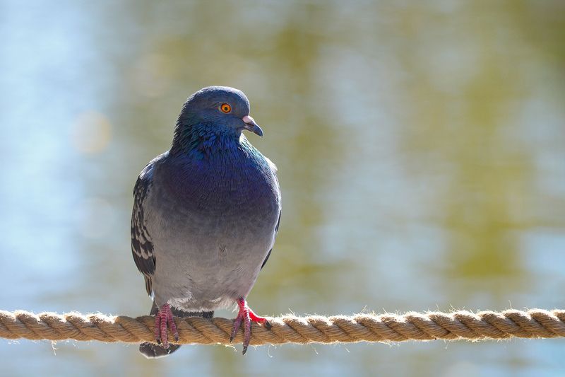 голубь, сизый голубь, columba livia Канатоходецphoto preview